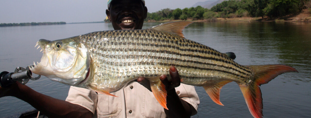 Fishing - Africa - Zambia - Royal Zambezi Lodge
