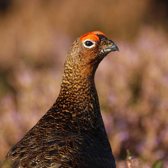 Grouse update
