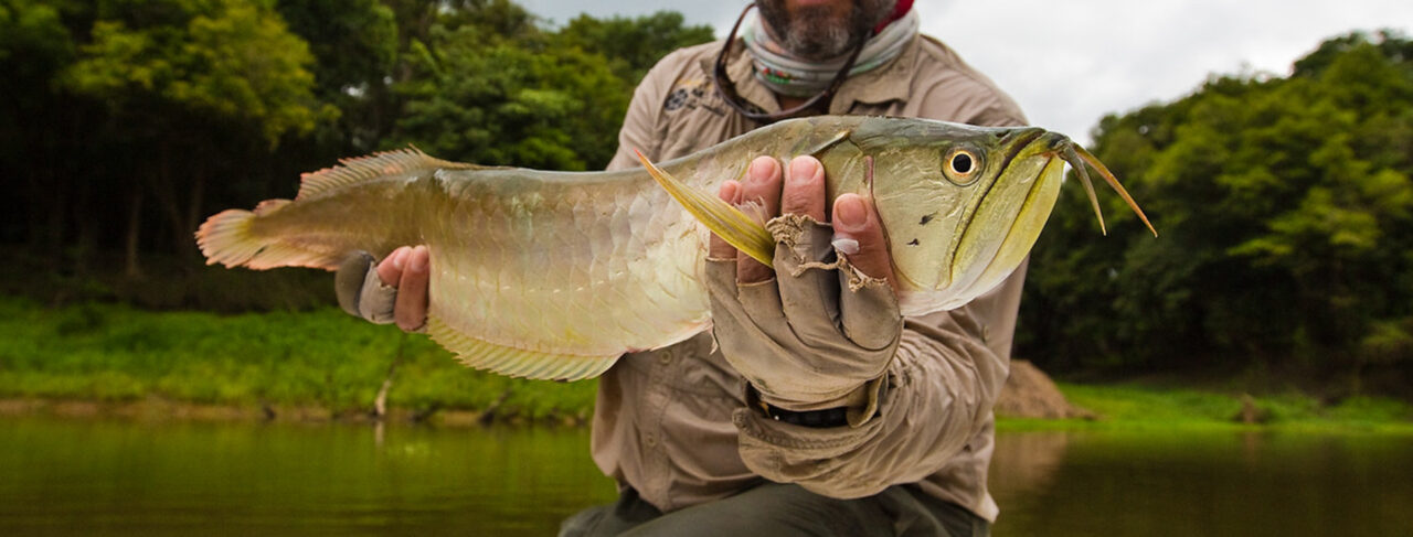 Fishing - Central & South America - Brazil - Pirarucu