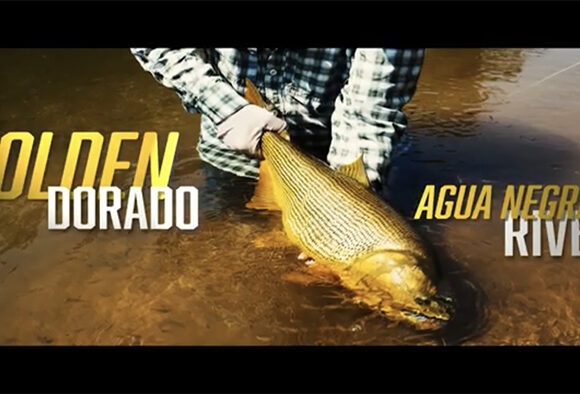 Good friend and client Paul P on why he loves the Golden Dorado